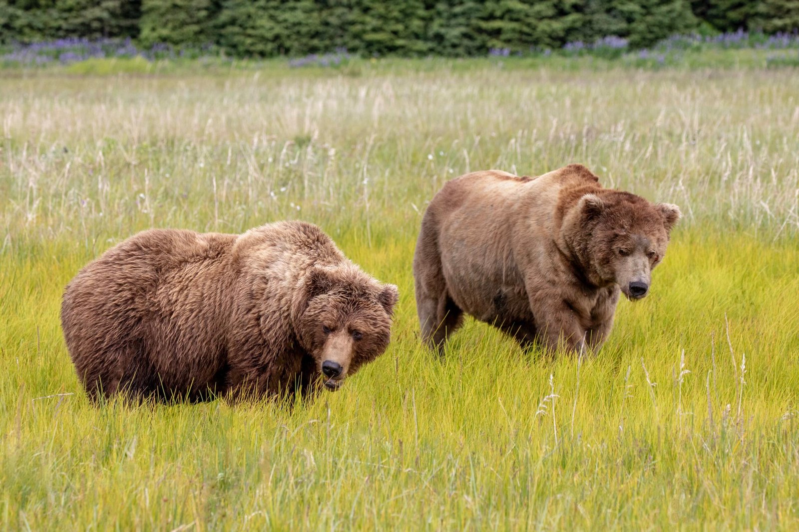 AED37E29-C56A-43E6-97FA-165F554AA5B2